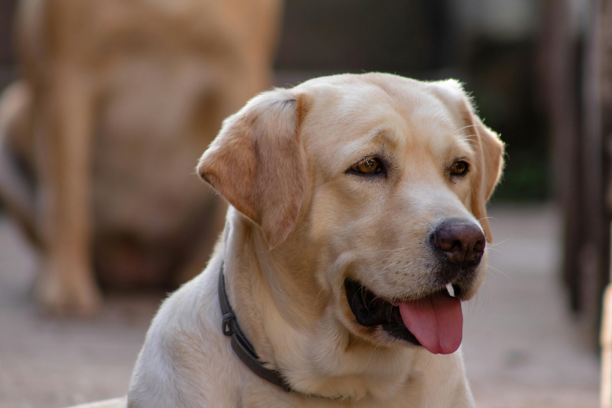 close look labrador retriver